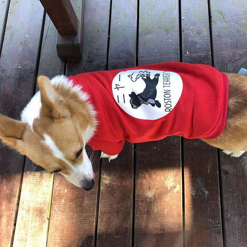 萌寵也潮流 中小型犬全系列時(shí)尚薄絨衛(wèi)衣，助力寵物全運(yùn)會風(fēng)采